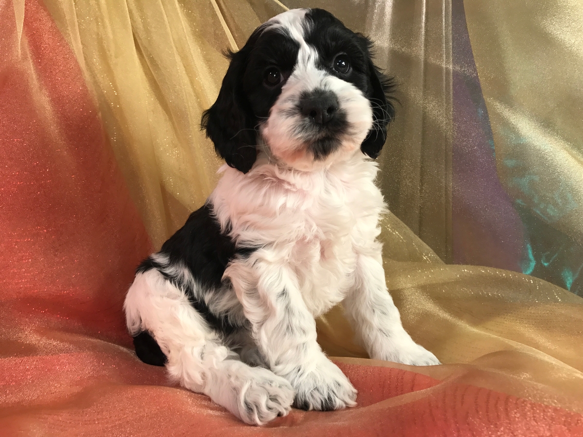 Black and White Male Cockapoo Puppy for Sale DOB 10-9-2018 $975